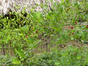 L'arbre à coca