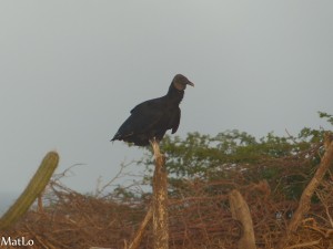 Guajira