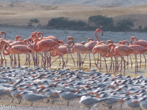 Guajira