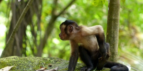 Guyane