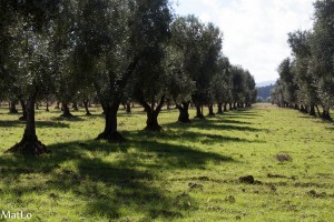 Pouilles_030