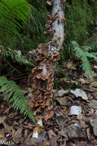Pouilles_033